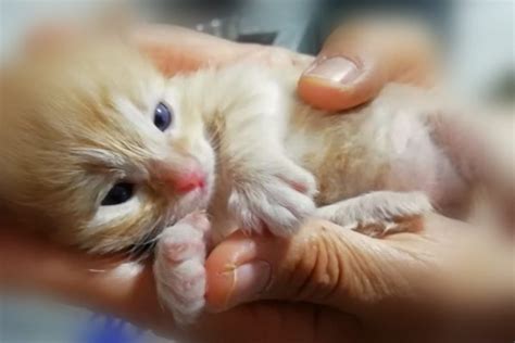 gatos recien nacidos sin pelo|El parto y el nacimiento en gatos